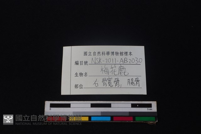 梅花鹿骨藏品圖，第3張