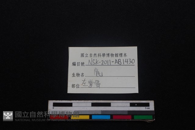 梅花鹿骨藏品圖，第3張