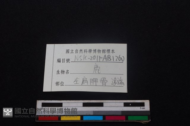梅花鹿骨藏品圖，第3張