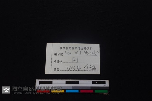 梅花鹿骨藏品圖，第3張