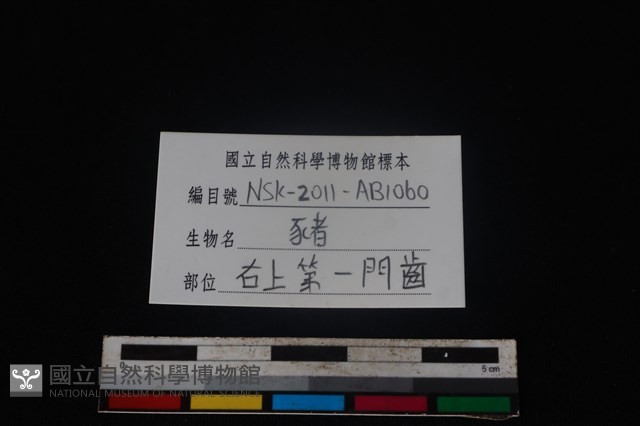 豬骨藏品圖，第3張