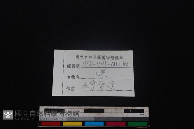 山羌骨藏品圖，第3張