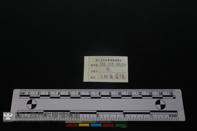 梅花鹿骨藏品圖，第3張
