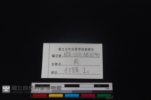 梅花鹿骨藏品圖，第3張
