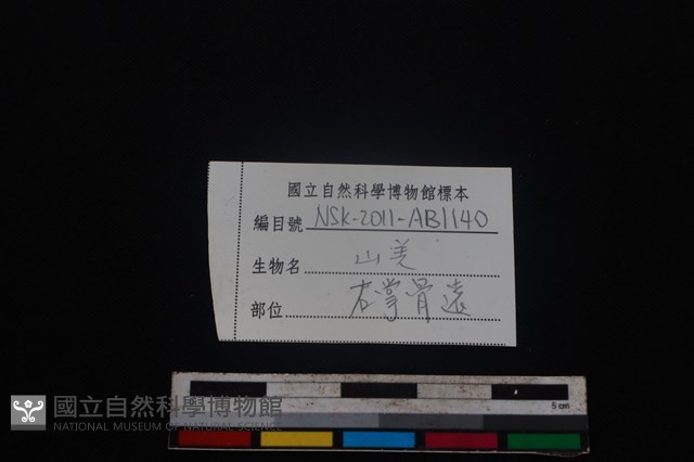山羌骨藏品圖，第3張
