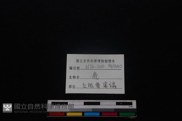 梅花鹿骨藏品圖，第3張