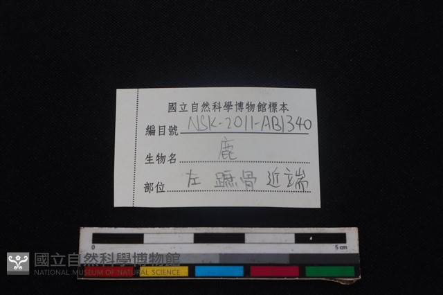 梅花鹿骨藏品圖，第3張