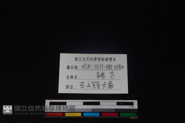 豬骨藏品圖，第3張