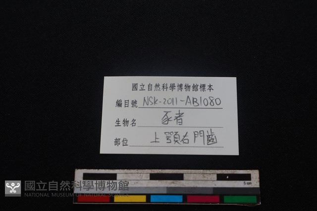 豬骨藏品圖，第3張
