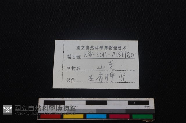 山羌骨藏品圖，第3張