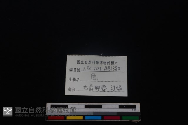 梅花鹿骨藏品圖，第3張