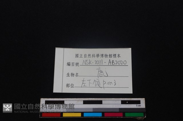 梅花鹿骨藏品圖，第3張