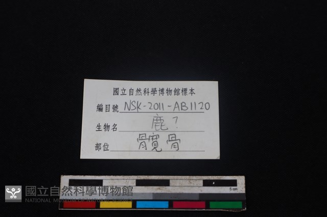 梅花鹿骨藏品圖，第3張