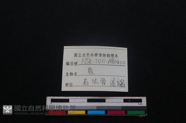 梅花鹿骨藏品圖，第3張