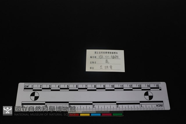 梅花鹿骨藏品圖，第3張