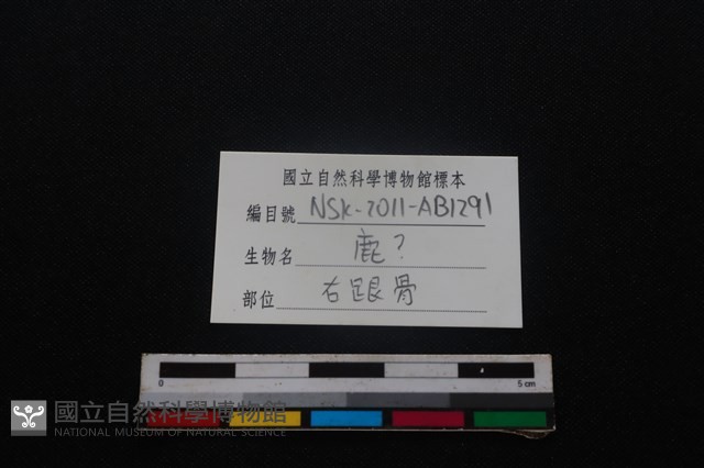 梅花鹿骨藏品圖，第3張