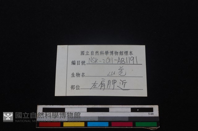 山羌骨藏品圖，第3張