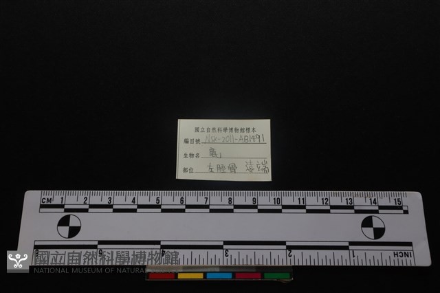 梅花鹿骨藏品圖，第3張