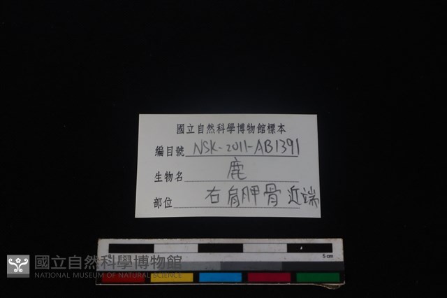 梅花鹿骨藏品圖，第3張