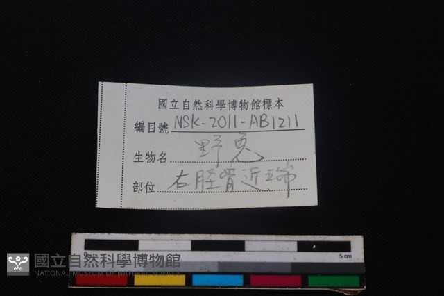 野兔骨藏品圖，第3張