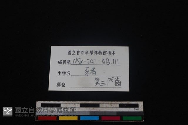 豬骨藏品圖，第3張