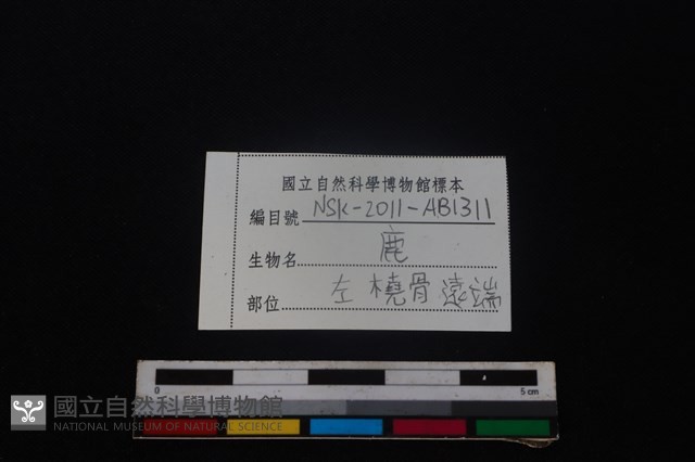 梅花鹿骨藏品圖，第3張