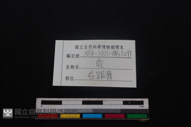 梅花鹿骨藏品圖，第3張