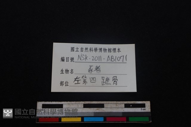 豬骨藏品圖，第3張