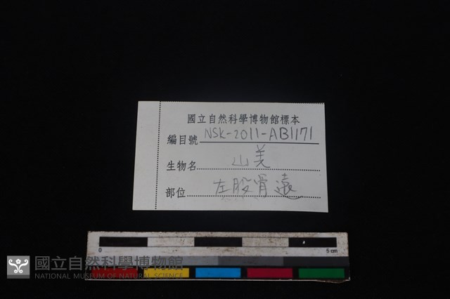 山羌骨藏品圖，第3張