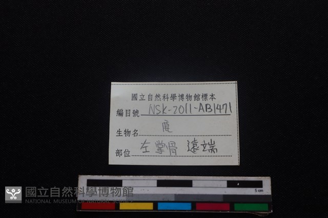 梅花鹿骨藏品圖，第3張