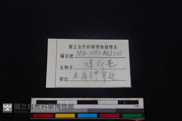 鹿科骨藏品圖，第3張