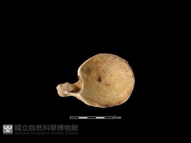 梅花鹿骨藏品圖，第1張