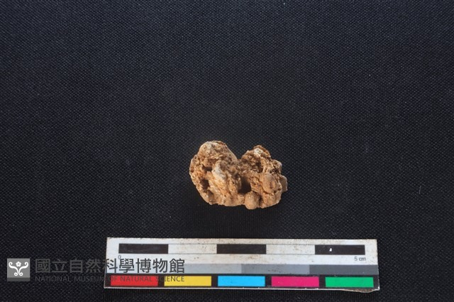 豬骨藏品圖，第3張
