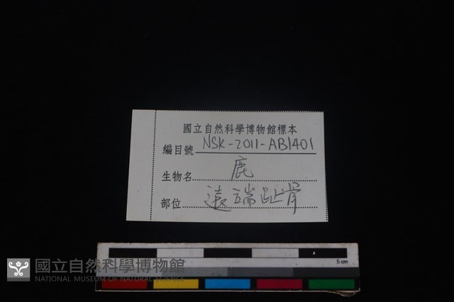 梅花鹿骨藏品圖，第3張