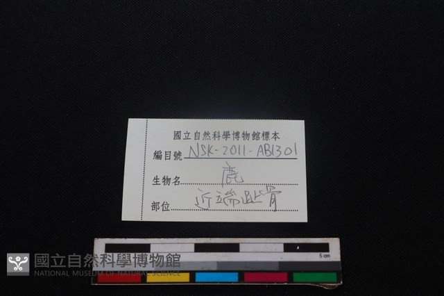 梅花鹿骨藏品圖，第3張
