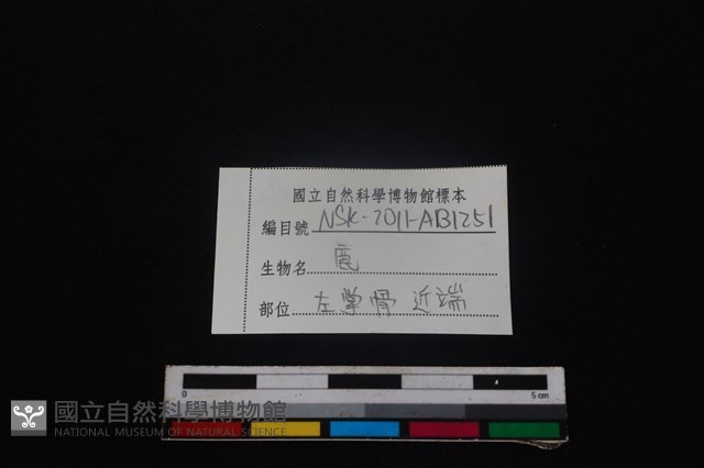 梅花鹿骨藏品圖，第3張