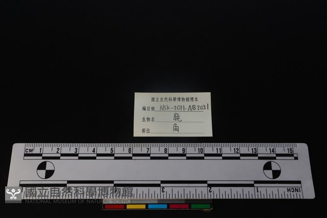 梅花鹿骨藏品圖，第3張
