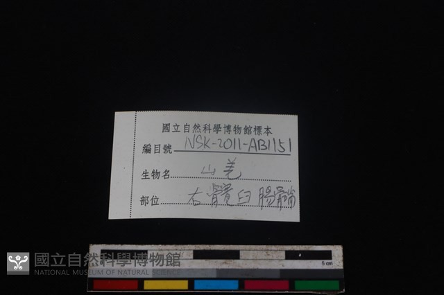 山羌骨藏品圖，第3張