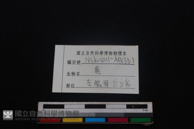 梅花鹿骨藏品圖，第3張