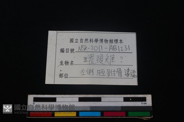 環頸雉骨藏品圖，第3張