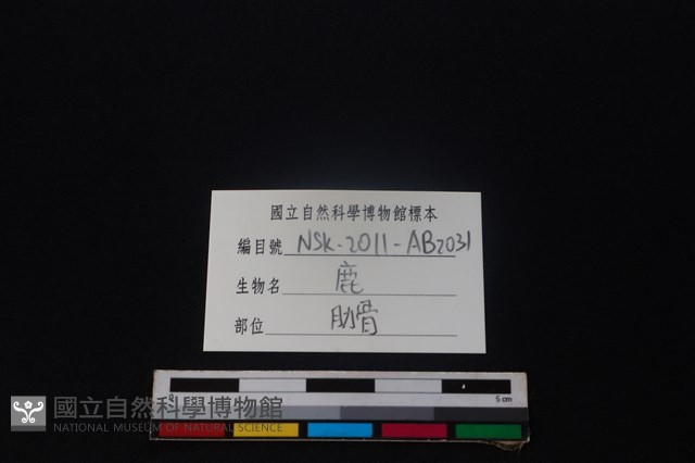 梅花鹿骨藏品圖，第3張