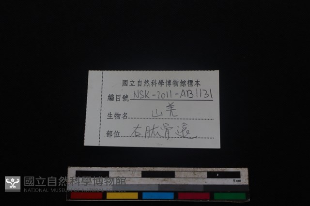 山羌骨藏品圖，第3張