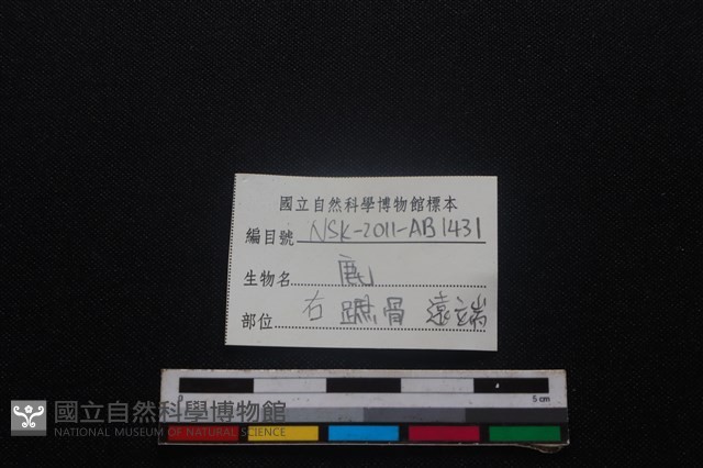 梅花鹿骨藏品圖，第3張