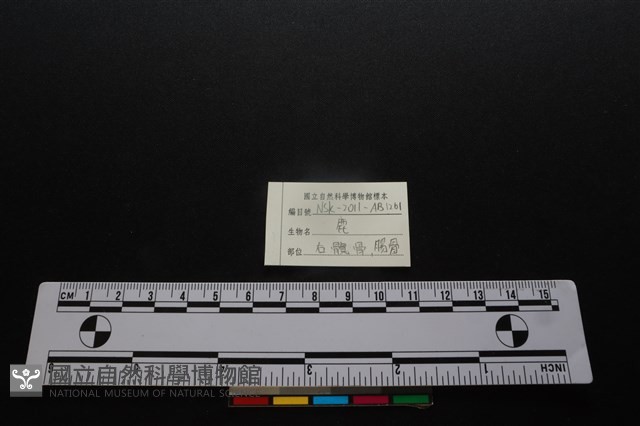 梅花鹿骨藏品圖，第3張