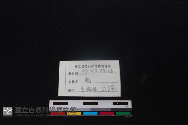 梅花鹿骨藏品圖，第3張