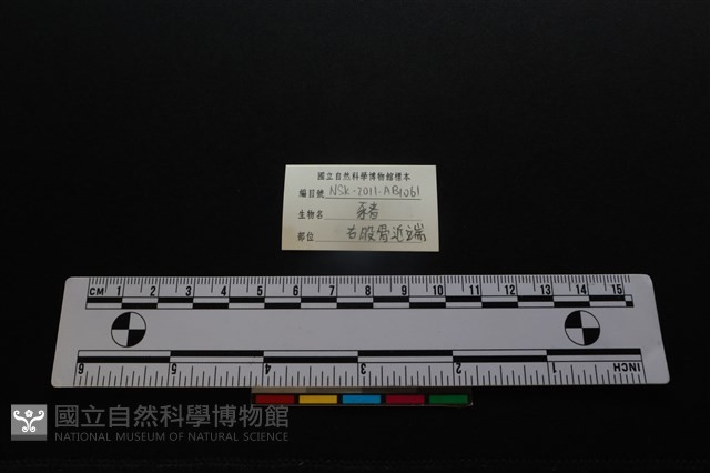 豬骨藏品圖，第3張