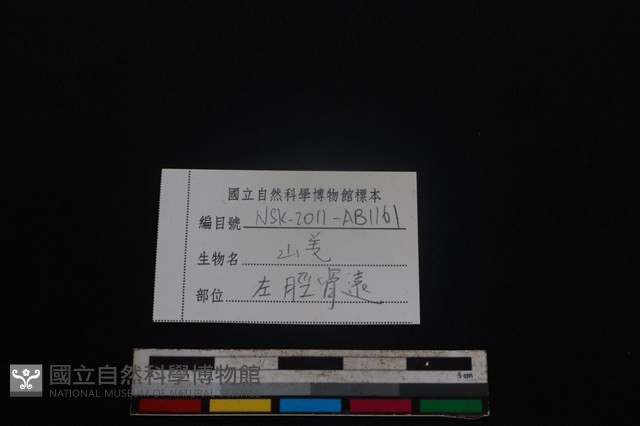 山羌骨藏品圖，第3張