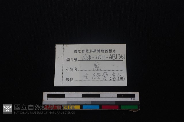 梅花鹿骨藏品圖，第3張