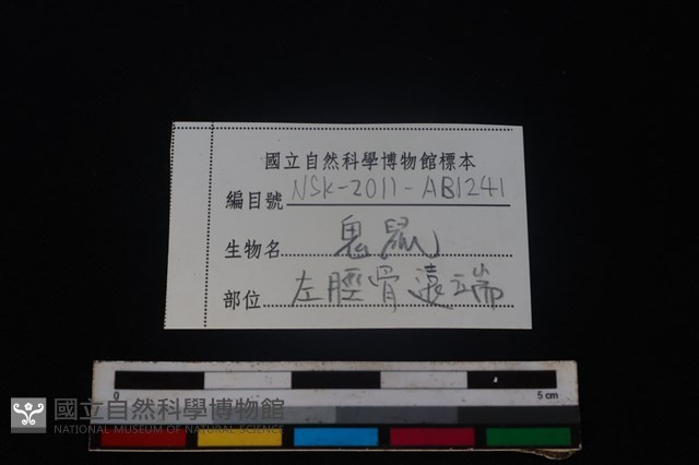 鬼鼠骨藏品圖，第3張