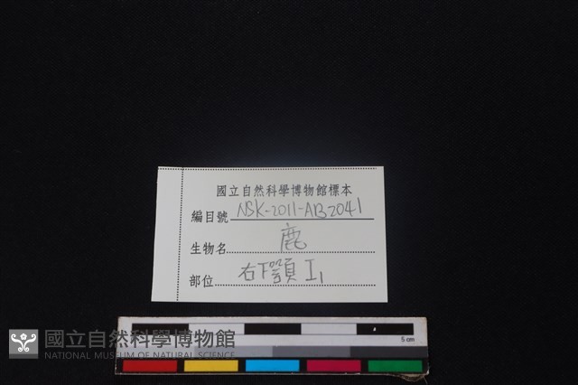 梅花鹿骨藏品圖，第3張